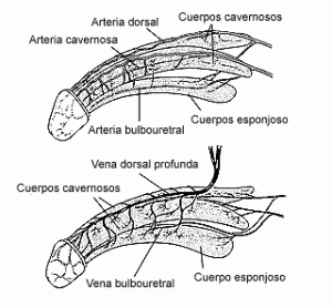 Anorgasmia masculina | esquema anatómico para entenderla