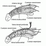 Anorgasmia masculina. Definición y causas